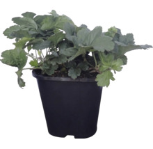 Plantă de căpșuni într-un ghiveci din plastic negru.