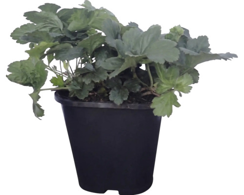 Plantă de căpșuni într-un ghiveci din plastic negru.