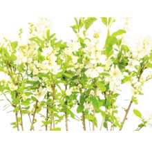 Exochorda cu flori albe și frunze verzi
