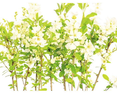 Exochorda cu flori albe și frunze verzi