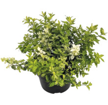 Salbă moale Euonymus fortunei în ghiveci negru cu frunze variegate.
