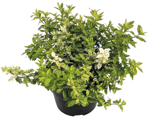 Salbă moale Euonymus fortunei în ghiveci negru cu frunze variegate.