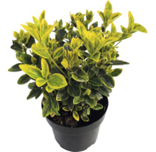 Salbă moale Euonymus fortunei Emerald Gold cu frunze galben-verzi în ghiveci negru.