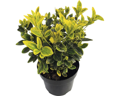 Salbă moale Euonymus fortunei Emerald Gold cu frunze galben-verzi în ghiveci negru.
