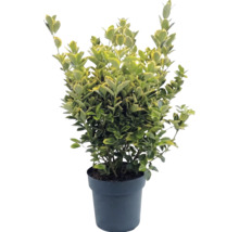 Salbă moale Euonymus fortunei în ghiveci, frunze pestrițe, persistent.