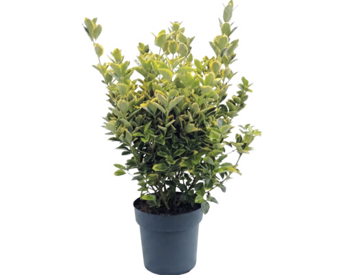Salbă moale Euonymus fortunei în ghiveci, frunze pestrițe, persistent.