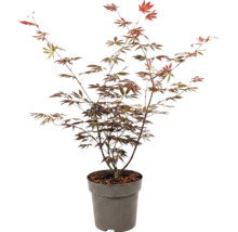 Arțar japonez Acer palmatum în ghiveci pentru grădină.