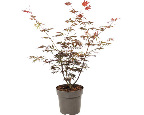 Arțar japonez Acer palmatum în ghiveci pentru grădină.