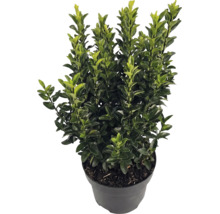Ilex crenata Luxus în ghiveci negru, arbust peren cu frunze mici lucioase.