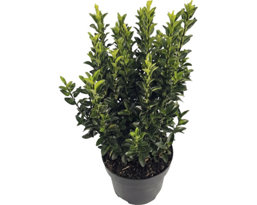 Ilex crenata Luxus în ghiveci negru, arbust peren cu frunze mici lucioase.
