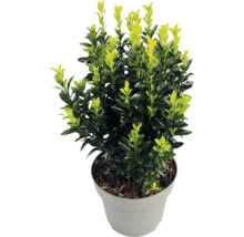 Salbă japoneză Euonymus japonicus cu frunze bicolore într-un ghiveci de plastic gri.