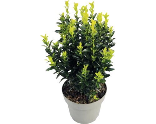 Salbă japoneză Euonymus japonicus cu frunze bicolore într-un ghiveci de plastic gri.