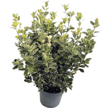 Salbă japoneză Euonymus japonicus cu frunze pestrițe alb-verzi în ghiveci gri.