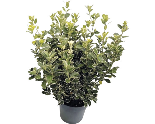Salbă japoneză Euonymus japonicus cu frunze pestrițe alb-verzi în ghiveci gri.
