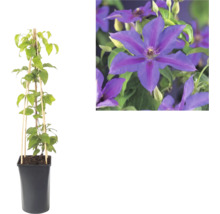 Clematis în ghiveci negru cu spalier de bambus și prim-plan cu florile sale mov.