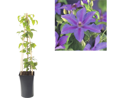 Clematis în ghiveci negru cu spalier de bambus și prim-plan cu florile sale mov.