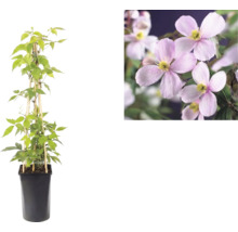 Clematis montana Rubens în ghiveci negru cu suport din bambus și vedere detaliată a florilor roz.