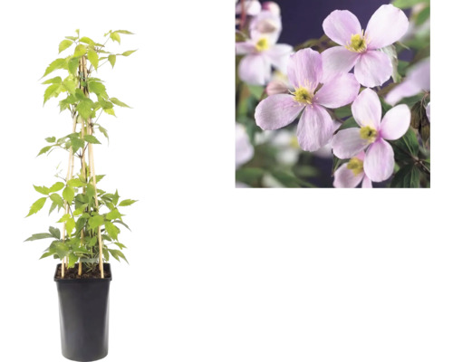 Clematis montana Rubens în ghiveci negru cu suport din bambus și vedere detaliată a florilor roz.