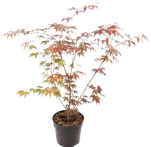Arțar japonez Acer palmatum în ghiveci de plastic cu ramuri ramificate și frunze palmate verzi și roșu-portocaliu.