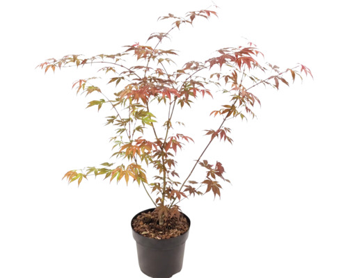Arțar japonez Acer palmatum în ghiveci de plastic cu ramuri ramificate și frunze palmate verzi și roșu-portocaliu.