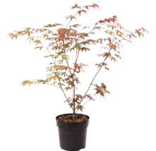 Arțar japonez Acer palmatum în ghiveci de plastic negru