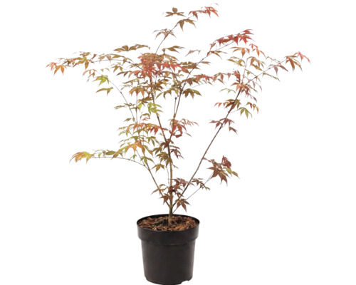 Arțar japonez Acer palmatum în ghiveci de plastic negru
