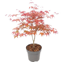 Arțar japonez Acer palmatum în ghiveci de plastic cu mulci de scoarță.