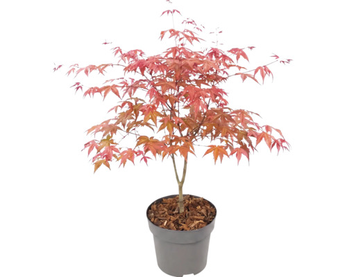 Arțar japonez Acer palmatum în ghiveci de plastic cu mulci de scoarță.