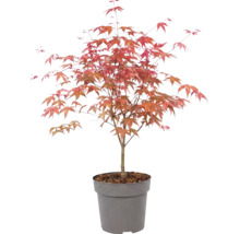 Arțar japonez Acer palmatum în ghiveci de plastic cu frunziș roșiatic.