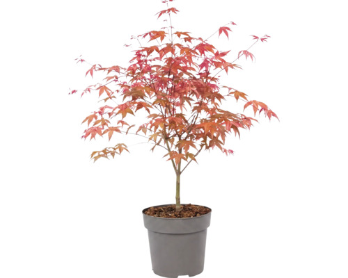 Arțar japonez Acer palmatum în ghiveci de plastic cu frunziș roșiatic.