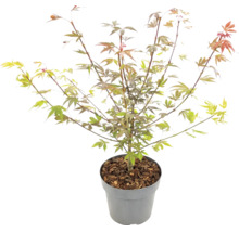 Arțar japonez Acer palmatum în ghiveci cu mulci din scoarță.