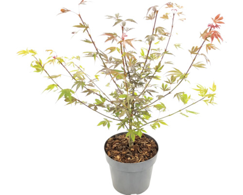 Arțar japonez Acer palmatum în ghiveci cu mulci din scoarță.