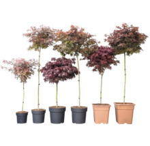 Șase arțari japonezi Acer palmatum în diferite înălțimi și culori ale frunzelor în ghivece.