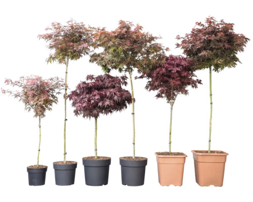 Șase arțari japonezi Acer palmatum în diferite înălțimi și culori ale frunzelor în ghivece.