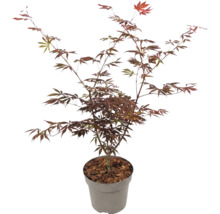 Arțar japonez Acer palmatum cu frunze roșii în ghiveci.