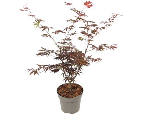 Arțar japonez Acer palmatum cu frunze roșii în ghiveci.