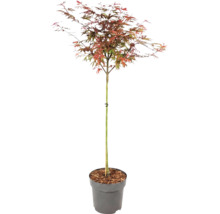 Arțar japonez Acer palmatum cu frunze multicolore într-un ghiveci de plastic gri.