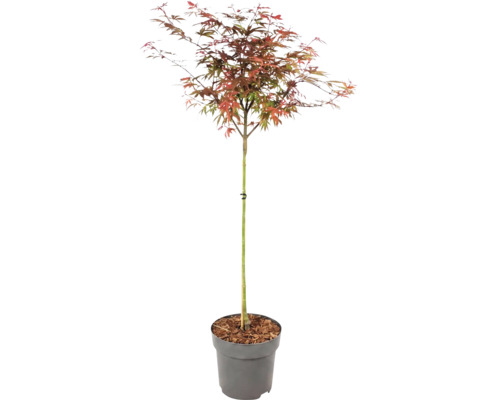 Arțar japonez Acer palmatum cu frunze multicolore într-un ghiveci de plastic gri.