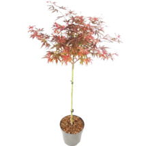 Arțar japonez Acer palmatum cu trunchi în ghiveci cu frunziș roșiatic.