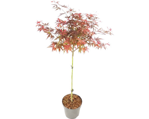 Arțar japonez Acer palmatum cu trunchi în ghiveci cu frunziș roșiatic.