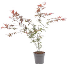 Arțar japonez Acer palmatum în ghiveci cu frunze delicate.