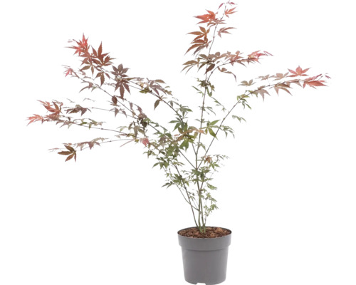 Arțar japonez Acer palmatum în ghiveci cu frunze delicate.