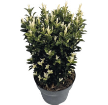 Salbă japoneză Euonymus japonicus Paloma Blanca în ghiveci cu frunze verzi închis și lăstari albi.