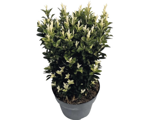 Salbă japoneză Euonymus japonicus Paloma Blanca în ghiveci cu frunze verzi închis și lăstari albi.