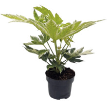 Fatsia japonica Spiders Web cu frunze pestrițe albe într-un ghiveci din plastic negru.