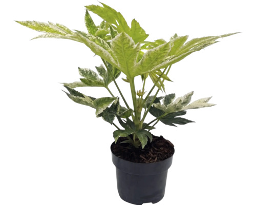 Fatsia japonica Spiders Web cu frunze pestrițe albe într-un ghiveci din plastic negru.