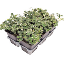Salbă moale Euonymus fortunei în ghivece mici, așezate într-o tăviță de transport.
