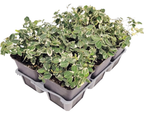 Salbă moale Euonymus fortunei în ghivece mici, așezate într-o tăviță de transport.