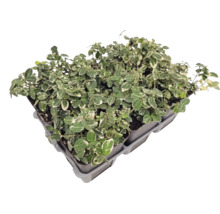 Plantă târâtoare Euonymus fortunei într-o tavă de plantare cu mai multe plante individuale și frunze pestrițe.