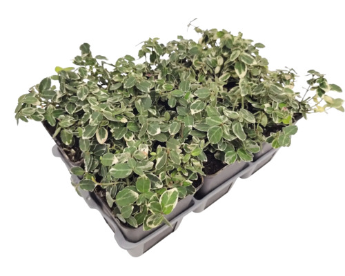 Plantă târâtoare Euonymus fortunei într-o tavă de plantare cu mai multe plante individuale și frunze pestrițe.